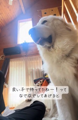 撫でられて嬉しいわたまるくん