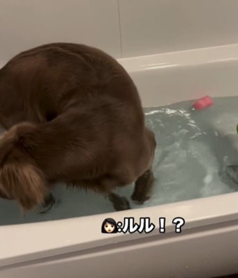 湯船に入る犬