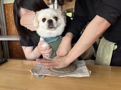 ペキニーズ