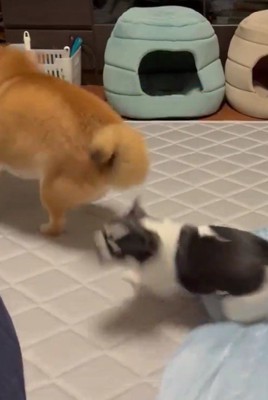 逃亡するあずきちゃん