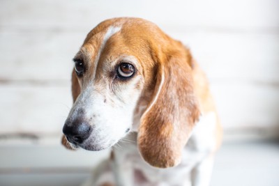 上目遣いする犬