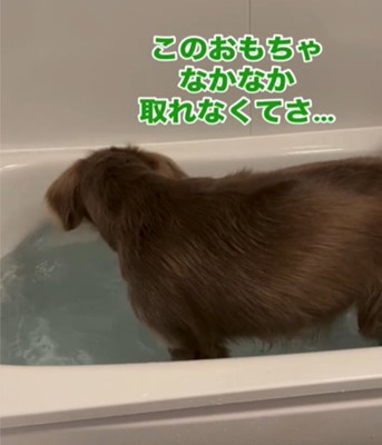 おもちゃを探す犬2