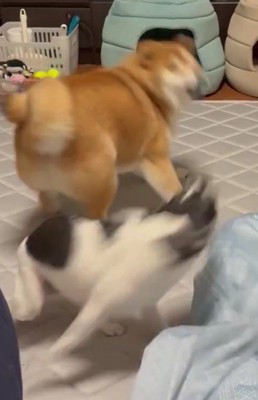 ワンプロは終わらない…