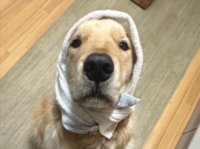 わんぱくな