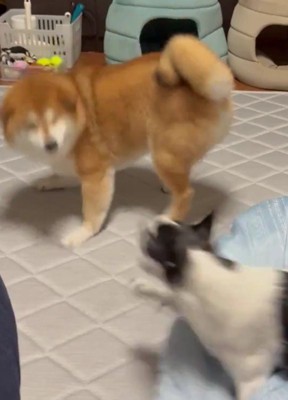 ワンプロが始まった