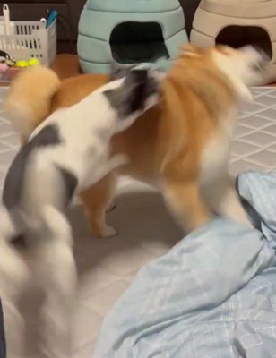 いくらちゃん、強烈なアタック!