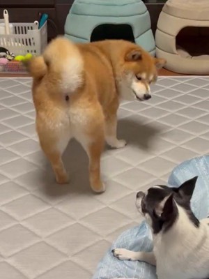 いくらちゃん静観中