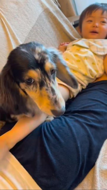 困り顔な犬