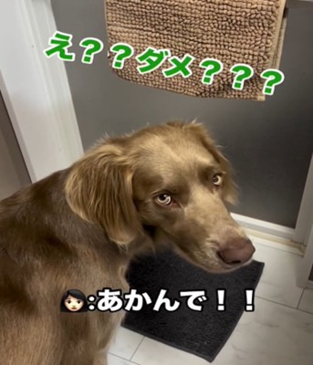 止められる犬
