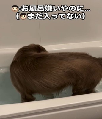 湯船を回る犬