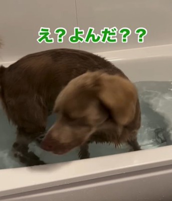 こちらを向く犬