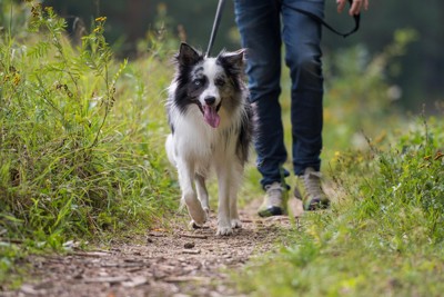 草むらを散歩する犬