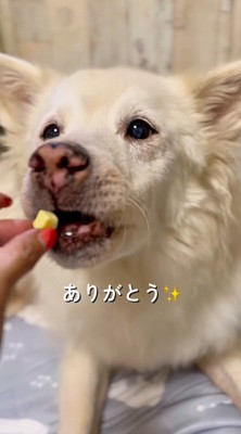 投稿者におやつを貰う犬