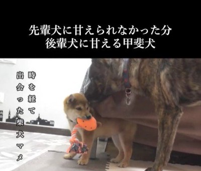 甘えん坊なハルヱちゃんの過去と現在7