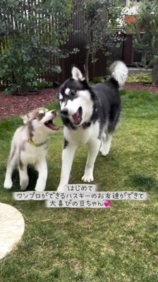 庭で遊ぶ成犬と子犬