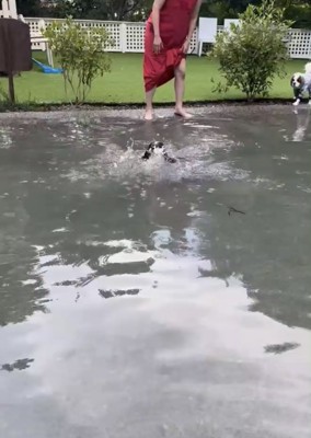 入水する犬1