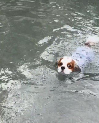 上手に泳ぐ犬
