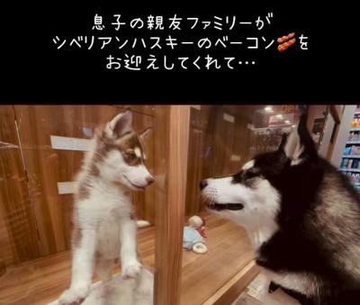 窓越しに成犬を見つめる子犬