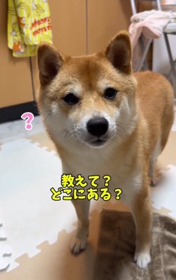 首をかしげるはなちゃん
