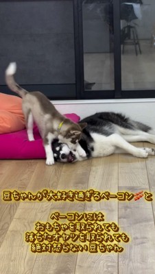 子犬に顔を甘噛みされる子犬