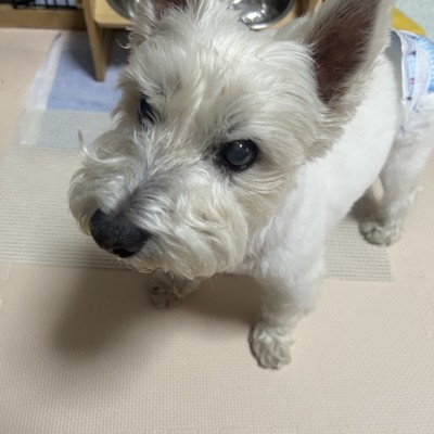 食べましたけどもっ!