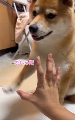 返事をするはなちゃん