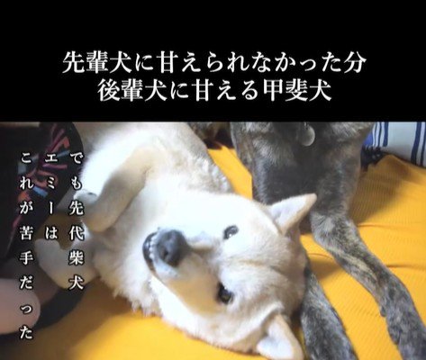 甘えん坊なハルヱちゃんの過去と現在2