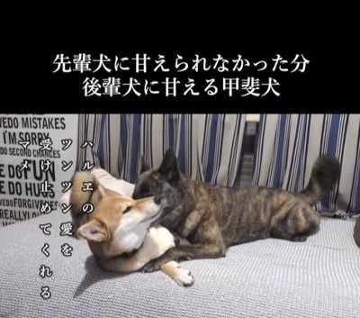 甘えん坊なハルヱちゃんの過去と現在9