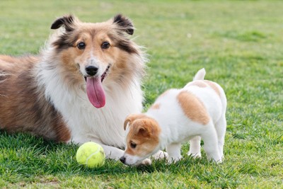 ボールで遊ぶ成犬と子犬