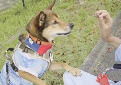 元野犬