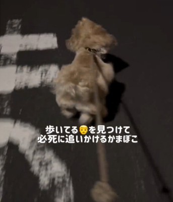 走る犬の後ろ姿1