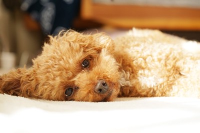 寝ながら見ているトイプードル