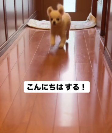 「おじいちゃんが帰ってきた!」