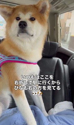ドライブ中のひなちゃんの変化3