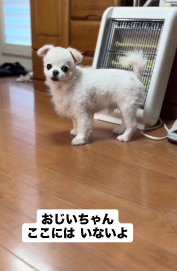 必死に探すてんちゃん