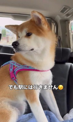 ドライブ中のひなちゃんの変化4