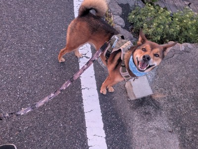 お散歩