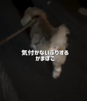 歩く犬の後ろ姿