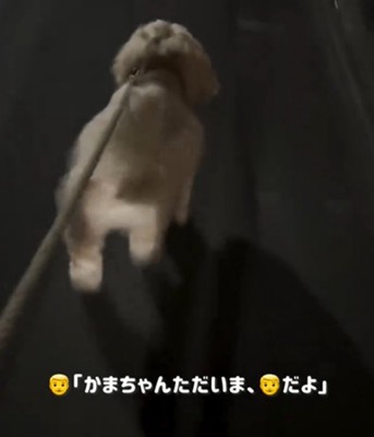 歩く犬2