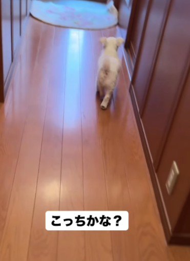 「こっちかな?」