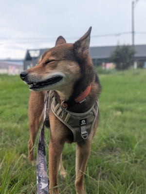 凛々しい