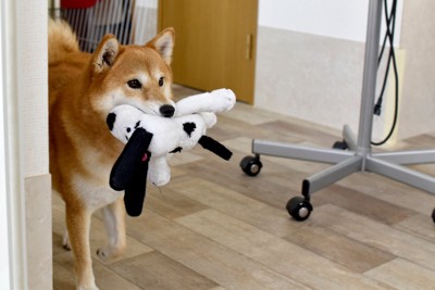 ぬいぐるみをくわえて持ってくる犬