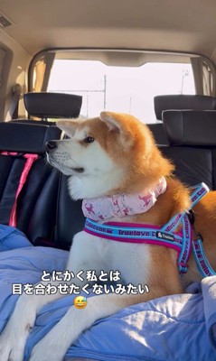 お見送りの時のひなちゃん2