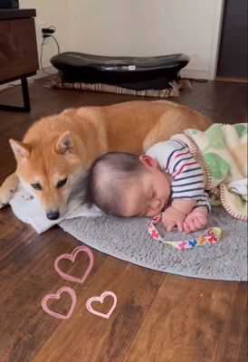 隣で眠る赤ちゃんと柴犬