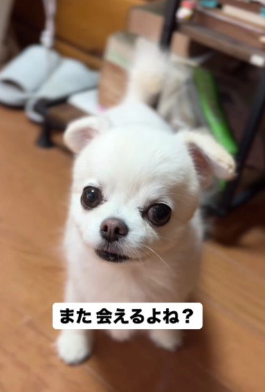 「きっとまた会えるよね?」