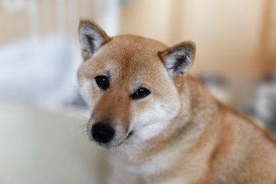 こちらを見る柴犬