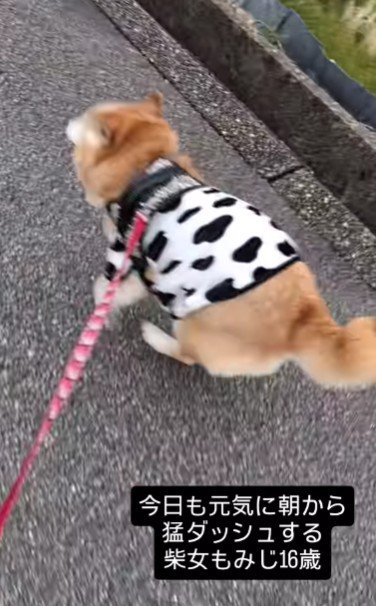 若い犬には負けないよ!