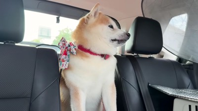 「ん?ここどこ?」