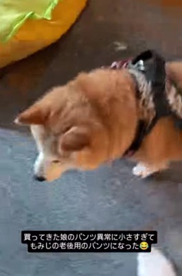 「どう?似合う?」