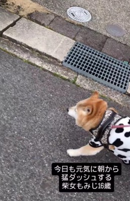 老犬と思えないほど体力抜群
